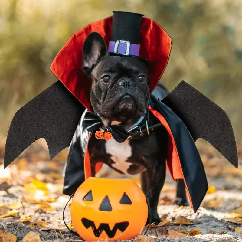 Funny Pet Halloween Costume