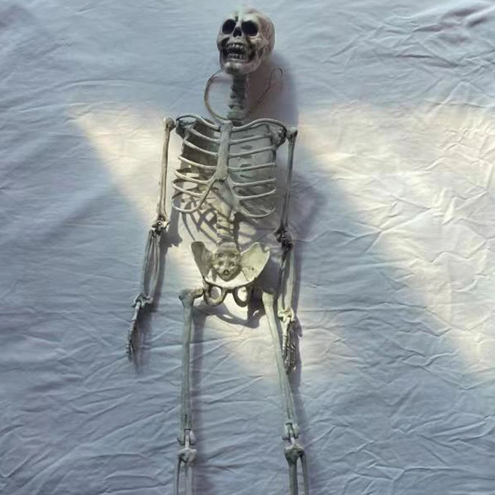 Full-Size Movable Human Skeleton