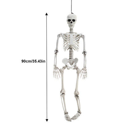 Full-Size Movable Human Skeleton